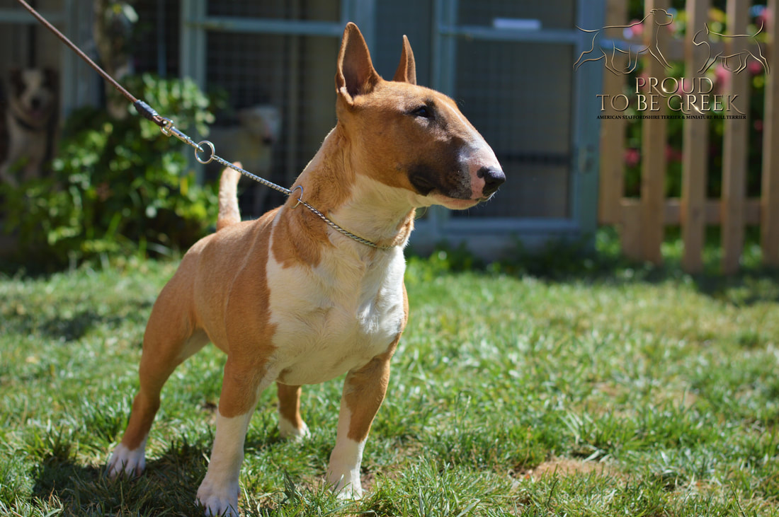 bagage nood lezer Miniature Bull Terrier - Proud to be Greek American Staffordshire Terrier  and Miniature Bull Terrier Kennel
